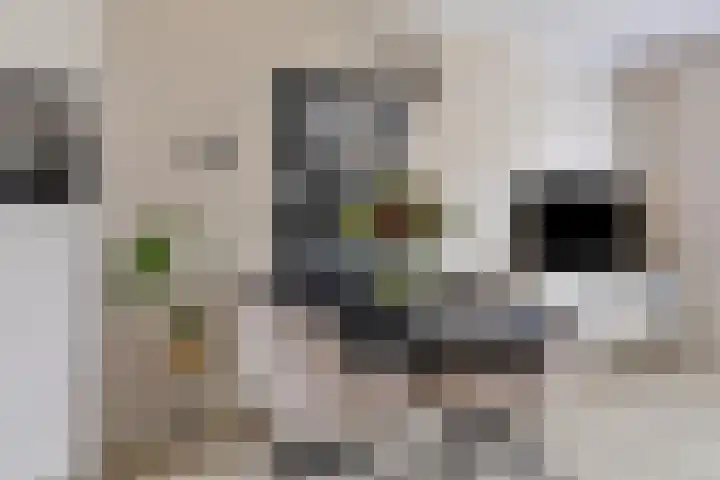Coosenhoekstraat 47 Vierpolders thumbnail 10