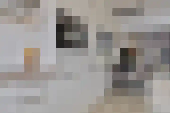 Coosenhoekstraat 47 Vierpolders thumbnail 12