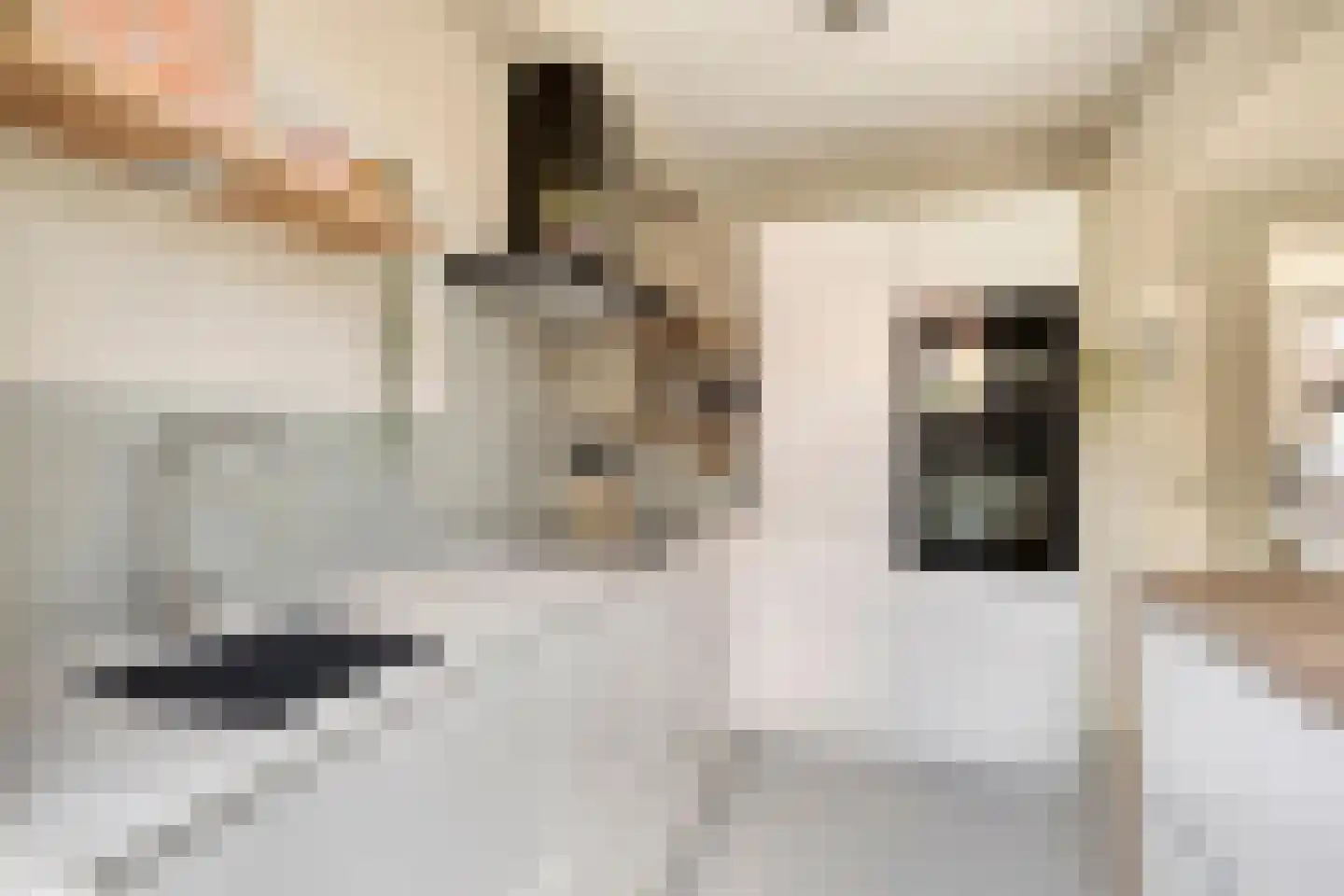 Coppensstraat 3 's-Hertogenbosch thumbnail 13