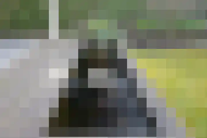 Cor Gehrelslaan 50 Eindhoven thumbnail 38