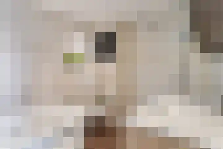 Cornelia de Rijcklaan 9 Bilthoven thumbnail 19
