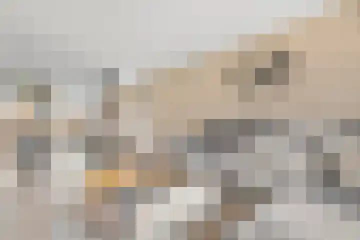 Cornelis Claasz Baas Hof 1 Kudelstaart thumbnail 9