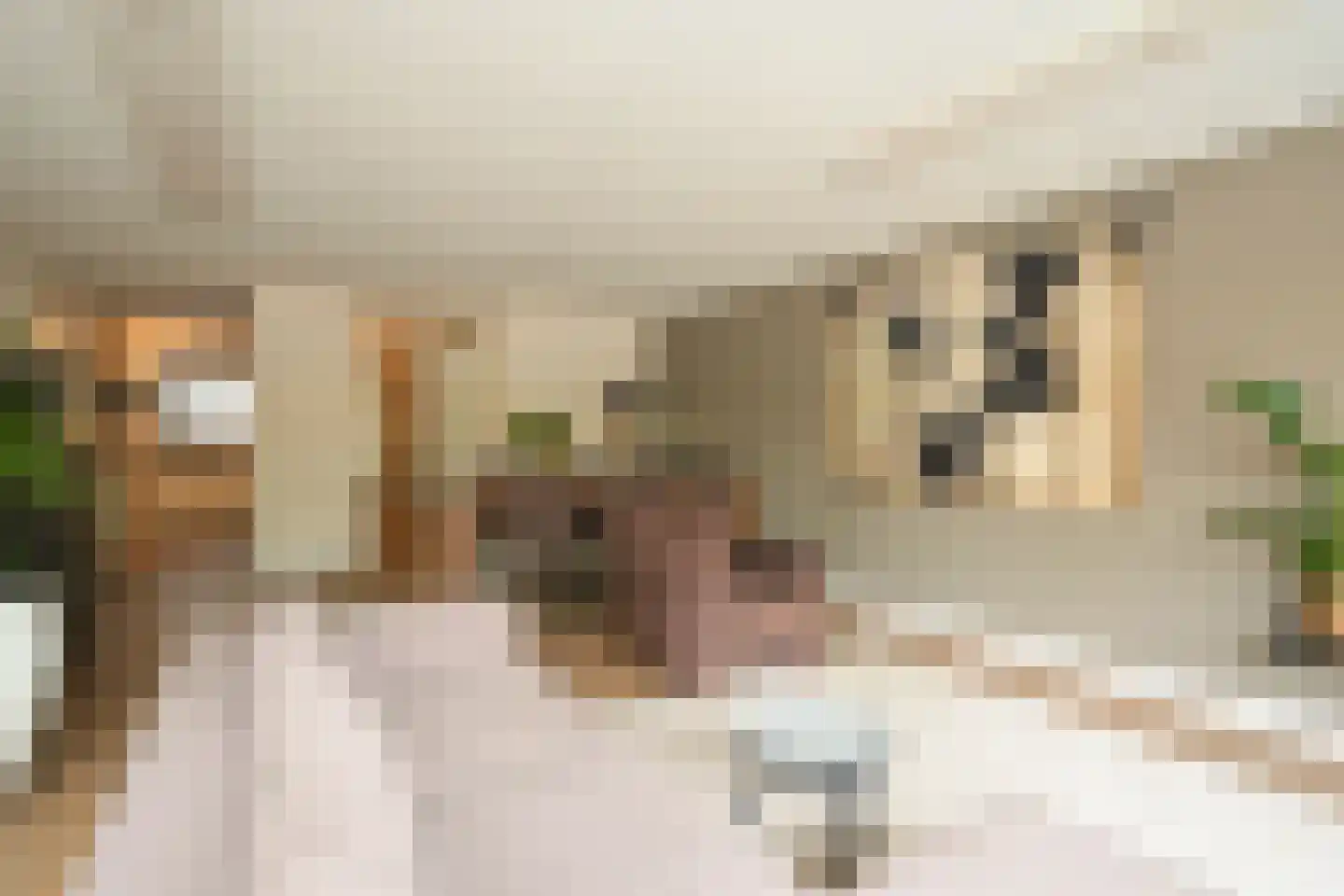 Cornelis de Wittlaan 14 Den Haag thumbnail 13