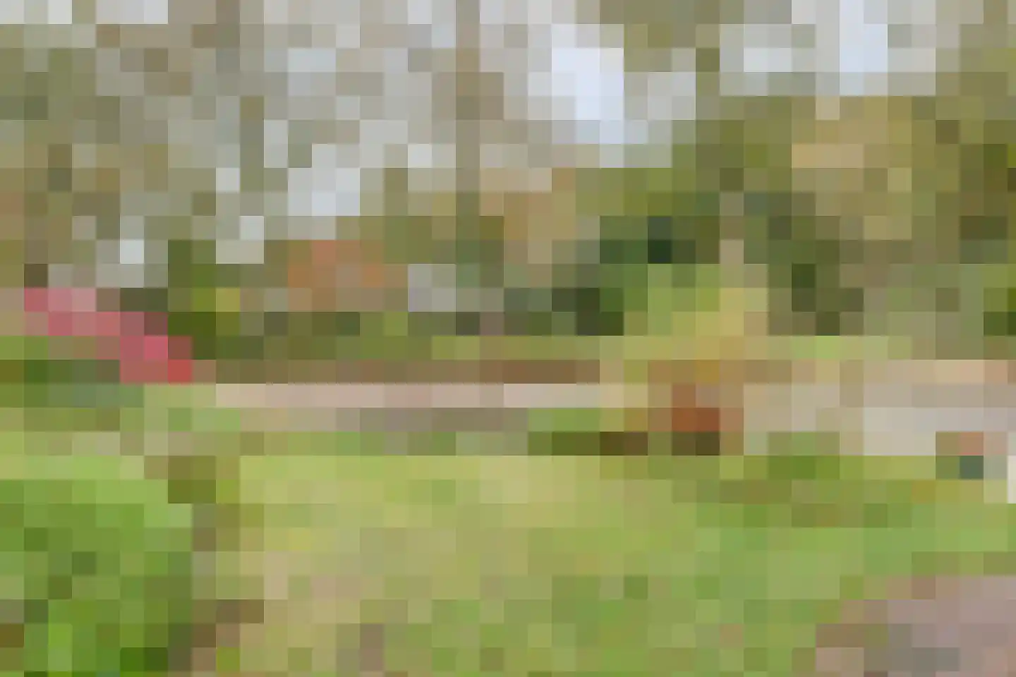 Cornelis Dopperlaan 18 Dieren thumbnail 15