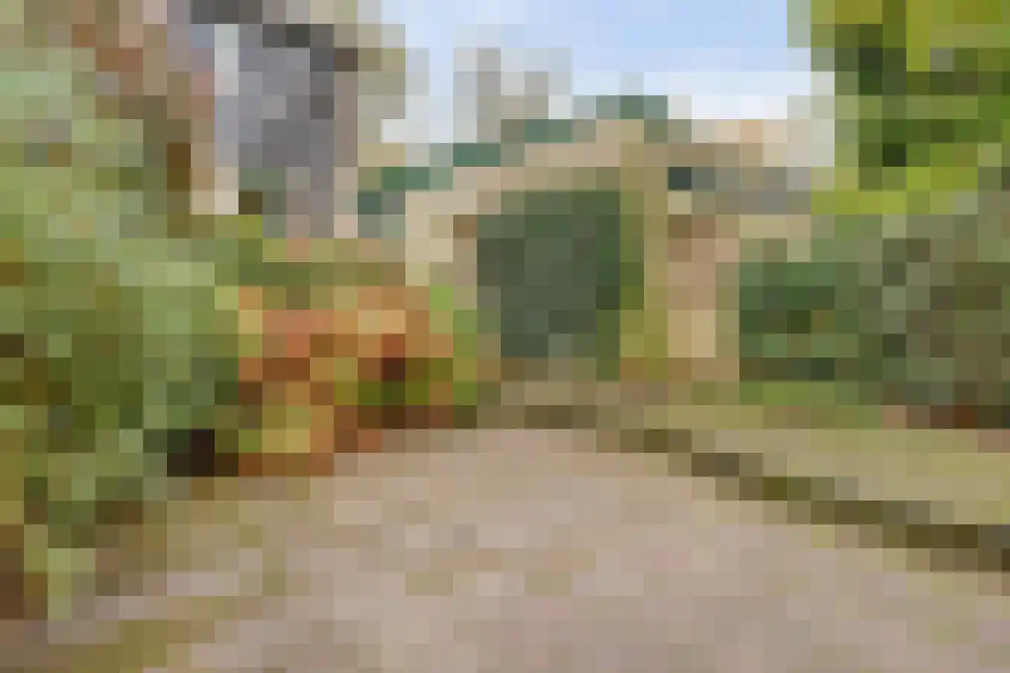 Cornelis Dopperlaan 18 Dieren thumbnail 50