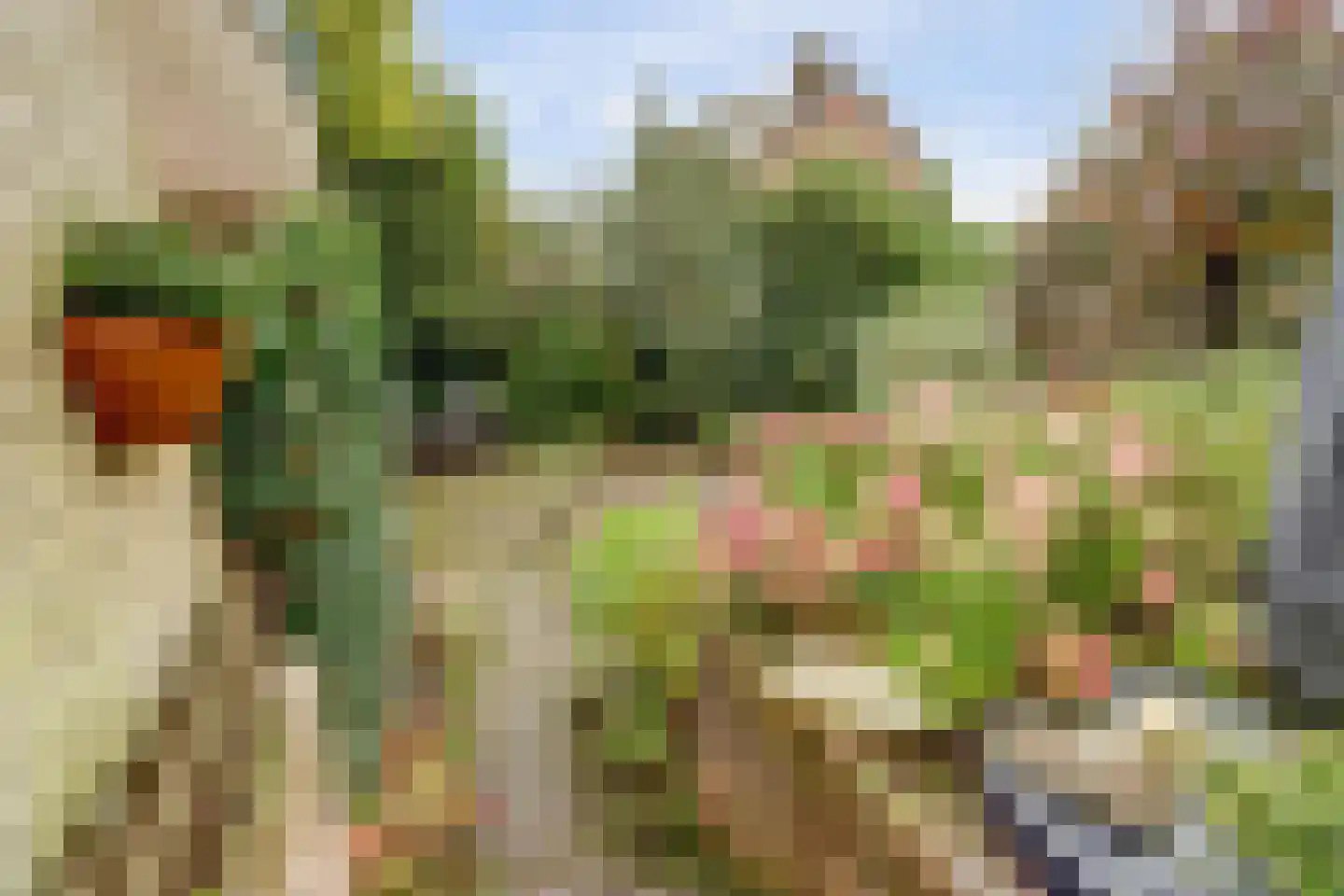 Cornelis Dopperlaan 18 Dieren thumbnail 52