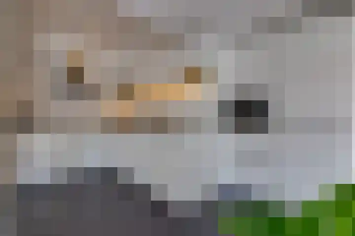 Cornelis Dopperlaan 18 Stadskanaal thumbnail 17