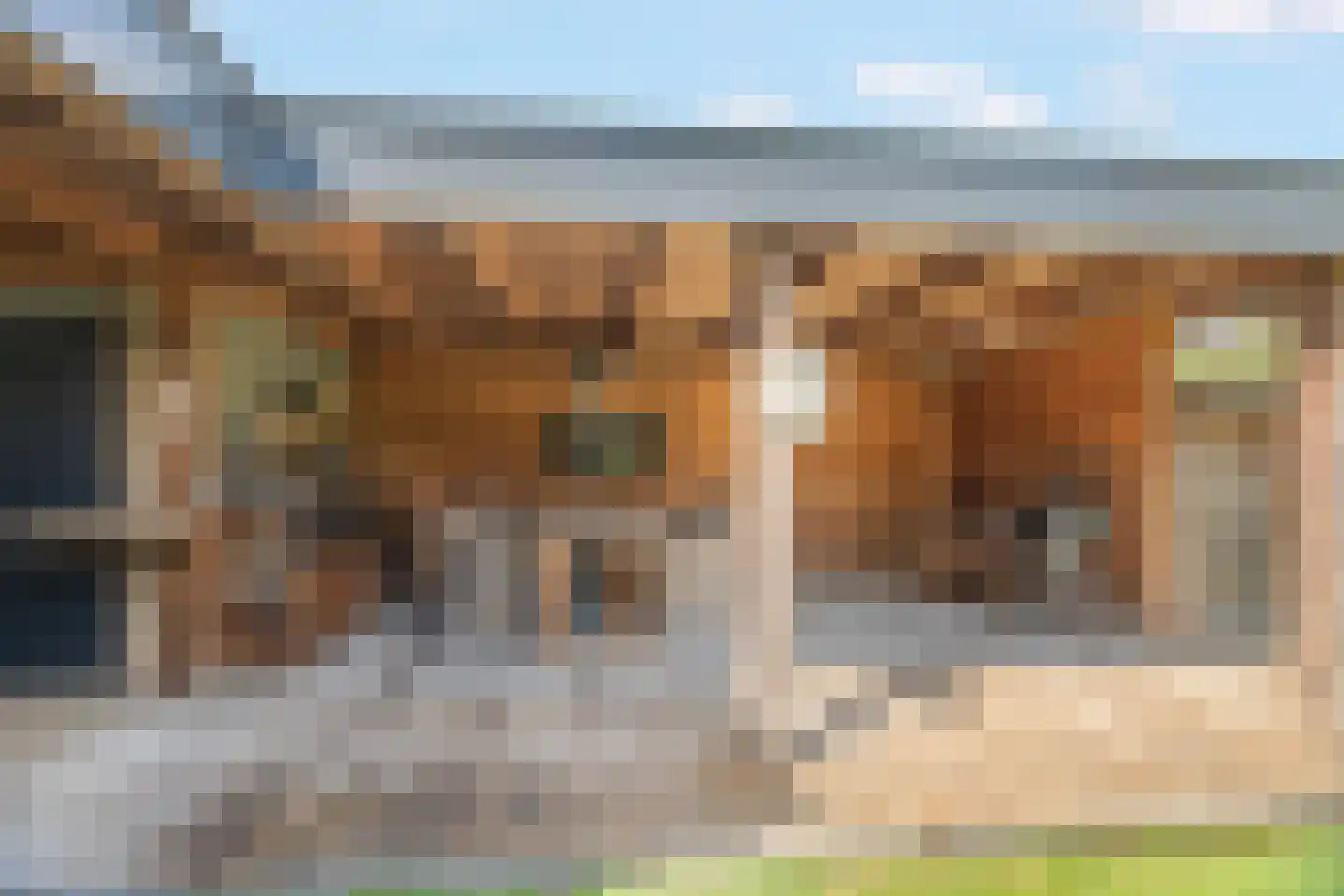 Cornelis Dopperlaan 46 Dieren thumbnail 39