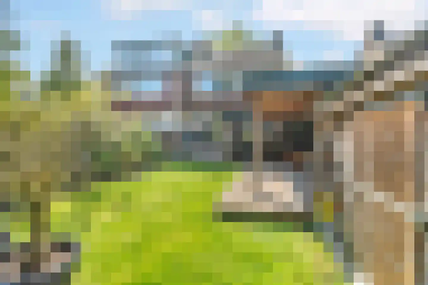 Cornelis Dopperlaan 46 Dieren thumbnail 45