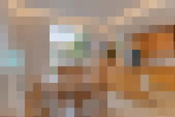 Cornelis Dopperstraat 42 Eindhoven thumbnail 9