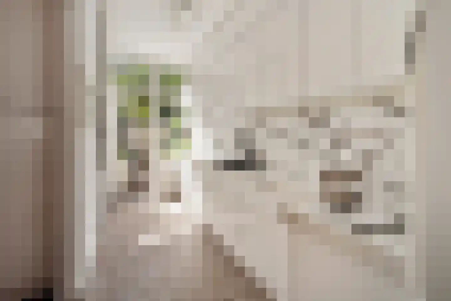 Cornelis Jolstraat 12 Den Haag thumbnail 20