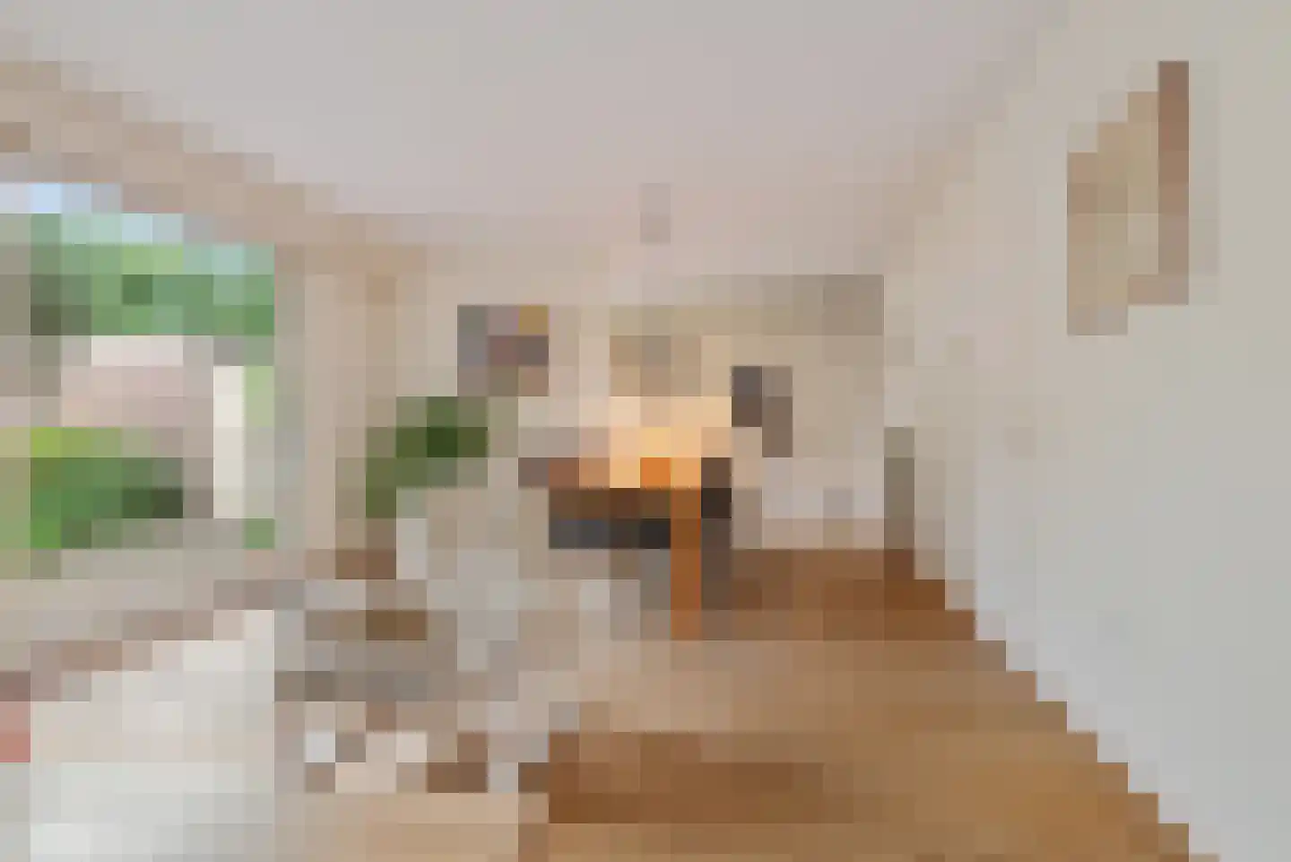 Cornelis Kooijmanlaan 3 Bergen (NH) thumbnail 7