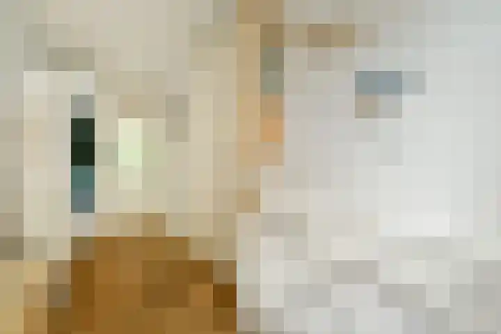 Cornelis Springerstraat 3 2 Amsterdam thumbnail 13