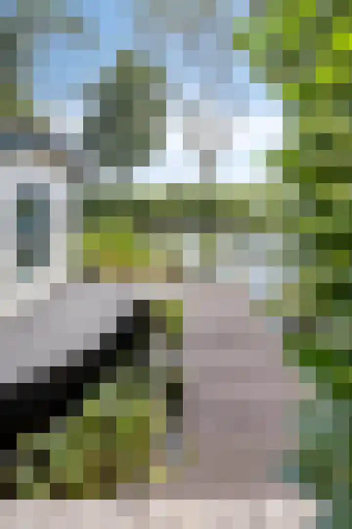 Cornelisgracht 32 d Giethoorn thumbnail 21