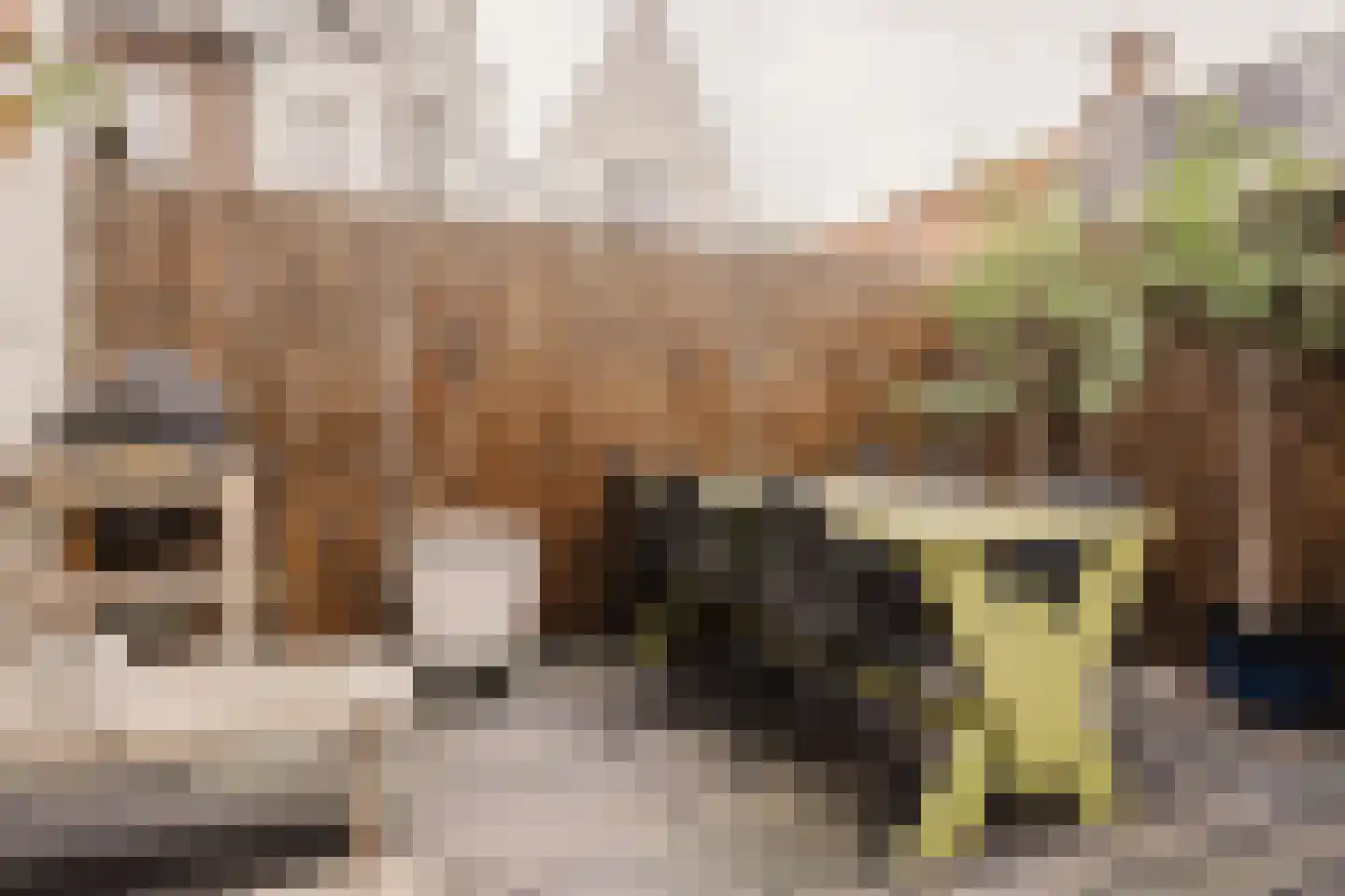 Cornelissteeg 3 Haarlem thumbnail 18