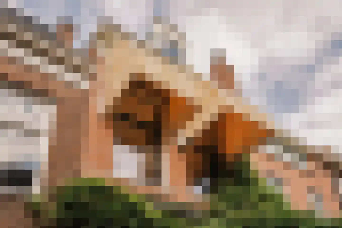 Cornelissteeg 3 Haarlem thumbnail 4