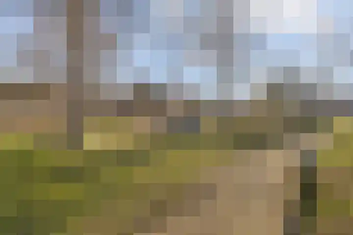 Corpus 56 Boxtel thumbnail 7