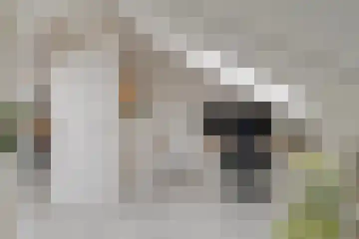Corrie Vonkplantsoen 31 Spijkenisse thumbnail 33