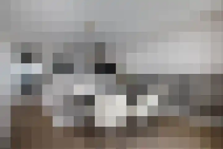 Corsicalaan 195 Rotterdam thumbnail 16