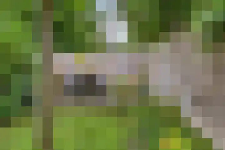 Coryluslaan 30 Heerhugowaard thumbnail 52