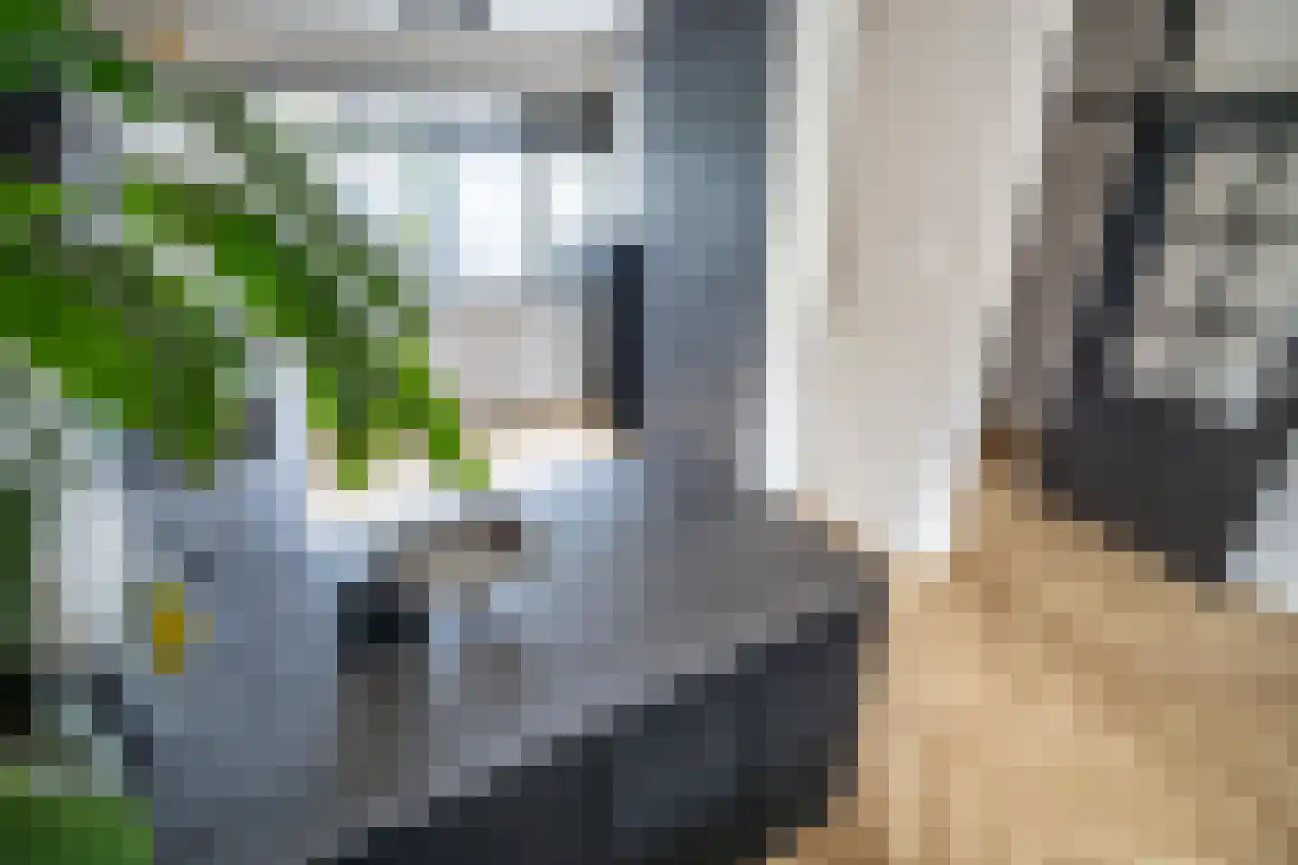 Cosmeaduin 9 Leiden thumbnail 6