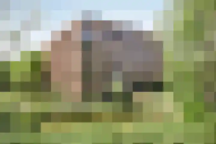 Cosunpark 1 C1 Breda thumbnail 28