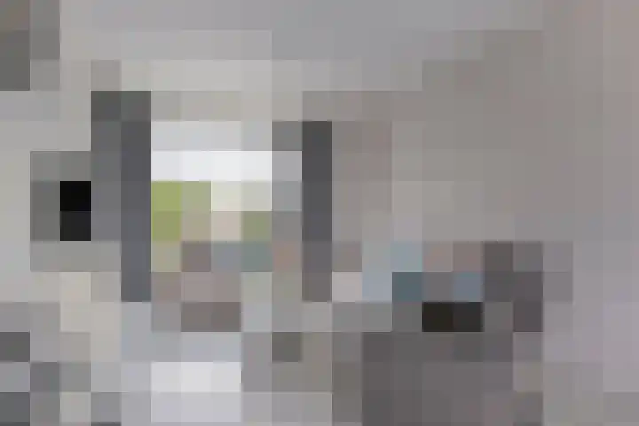 Couperuslaan 3 Roosendaal thumbnail 8