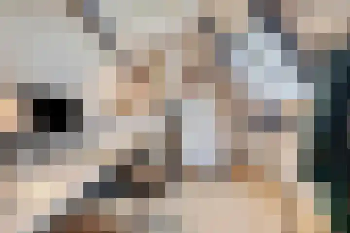 Couwervestraat 27 Goes thumbnail 25