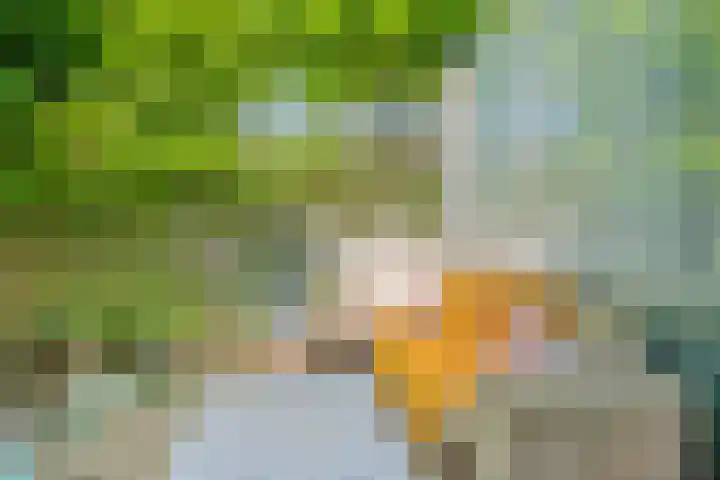 Couwervestraat 27 Goes thumbnail 6