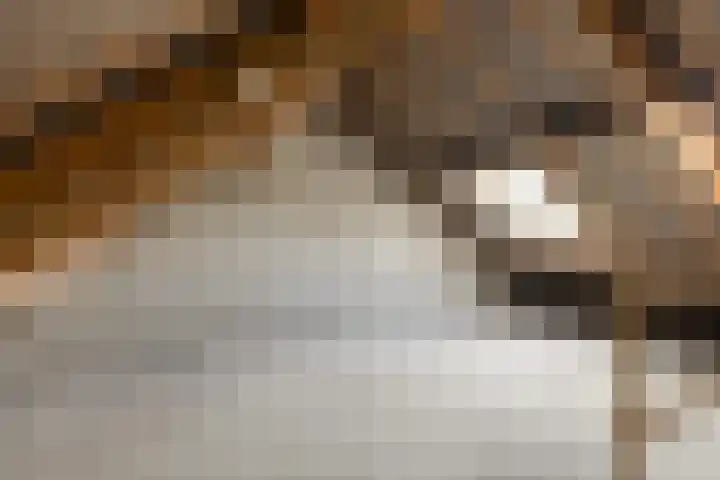 Covelakker 6 Eindhoven thumbnail 21