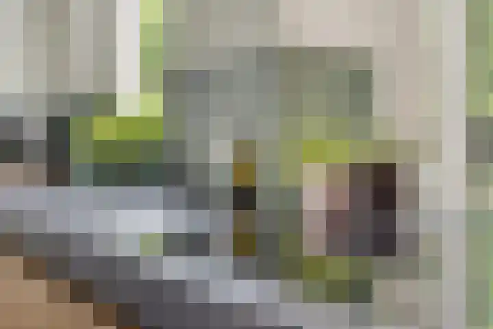 Cox 2 Asten thumbnail 20