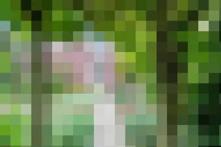 Cox 4 Asten thumbnail 32