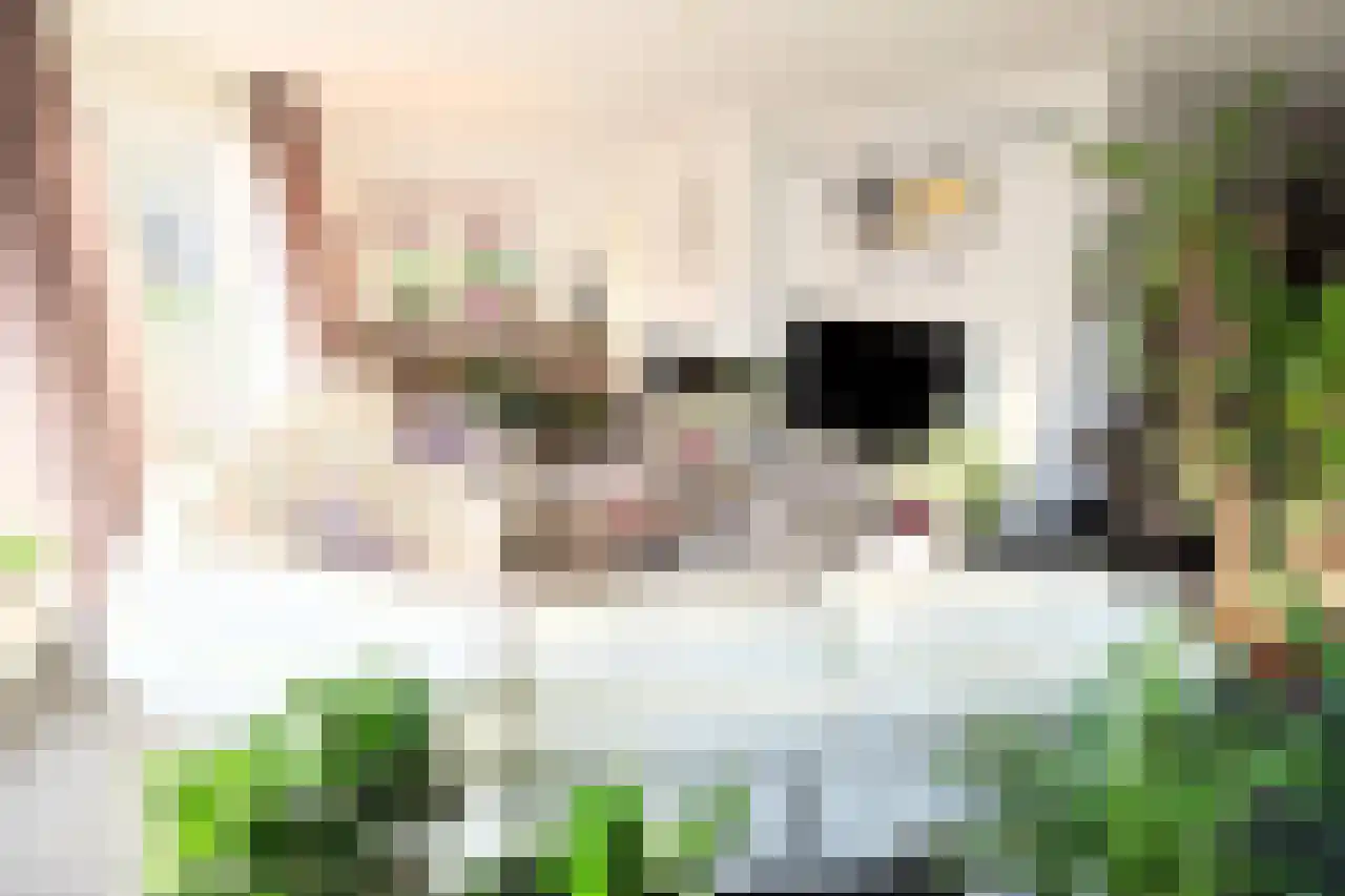 Cranenburgsestraat 19 Groesbeek thumbnail 13