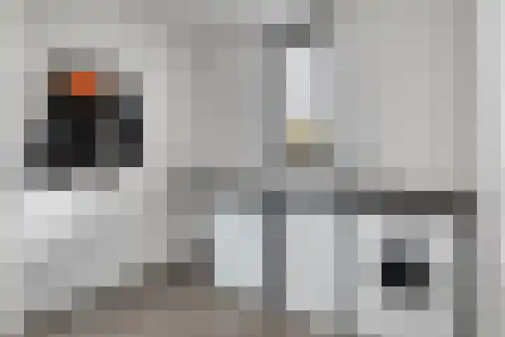 Cranendoncklaan 97 a Budel thumbnail 33