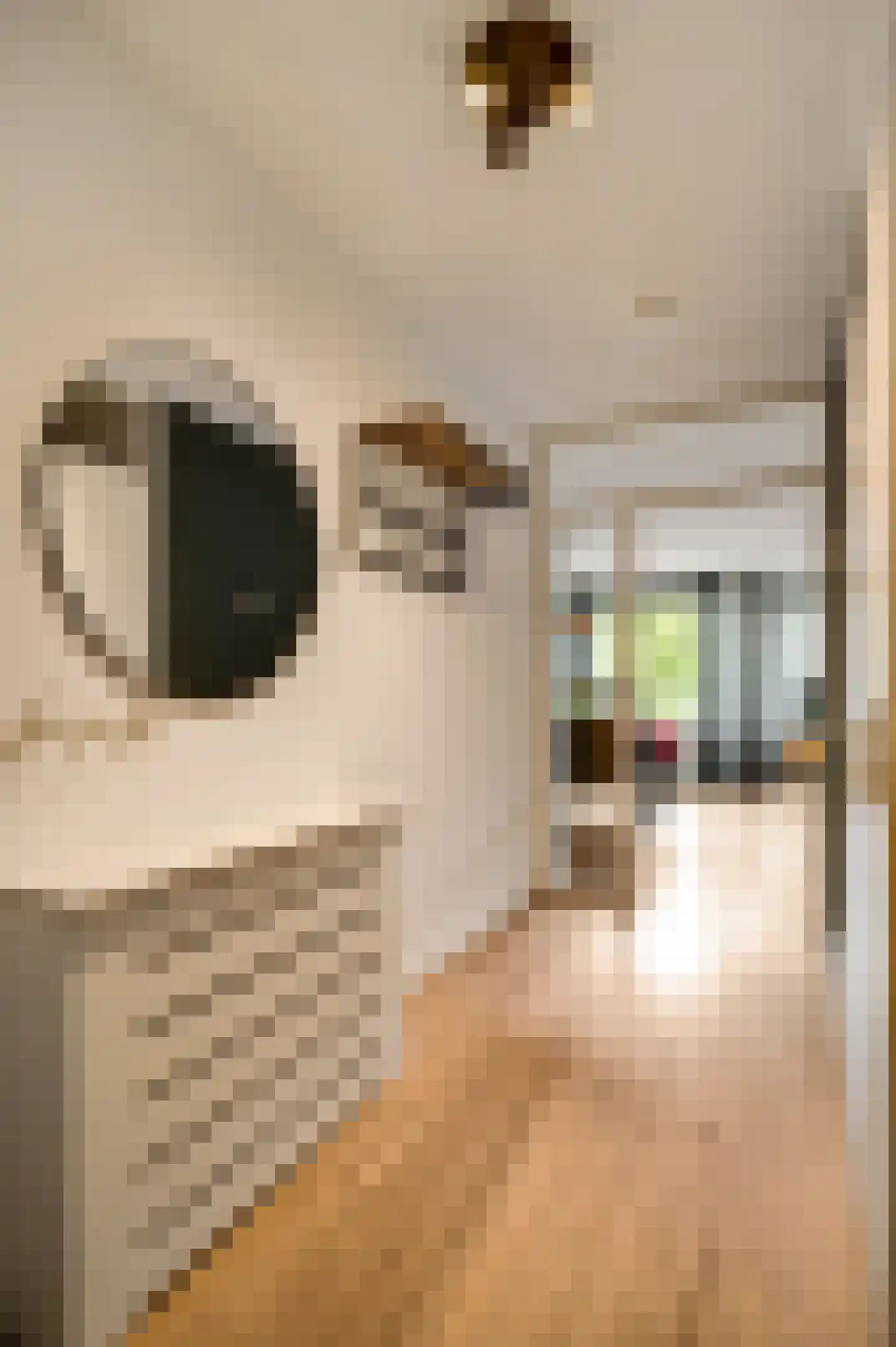 Craneveldstraat 169 Venlo thumbnail 9