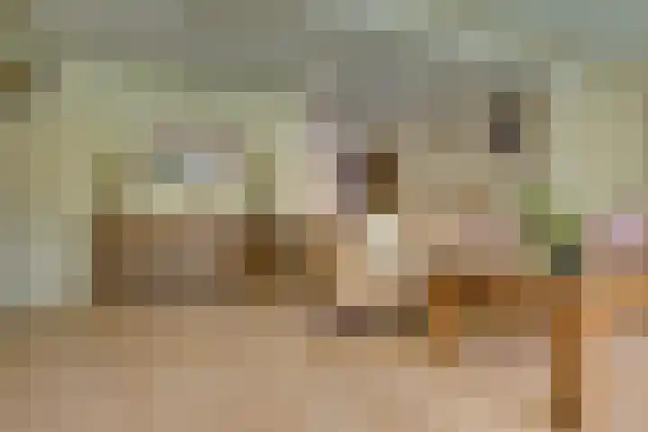 Creijenhoek 11 Rosmalen thumbnail 5