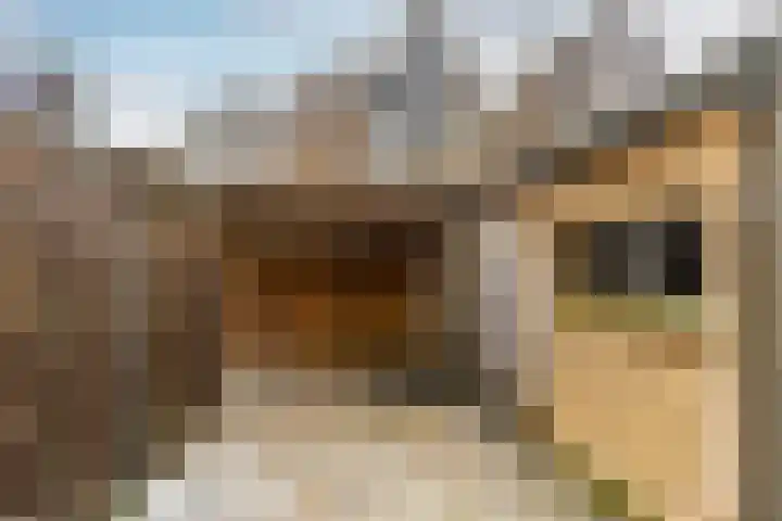 Crocuserf 42 's-Gravendeel thumbnail 4