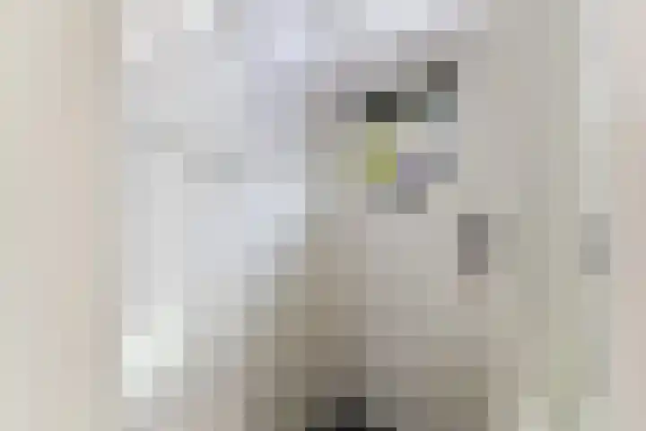 Croesestraat 31 Utrecht thumbnail 4
