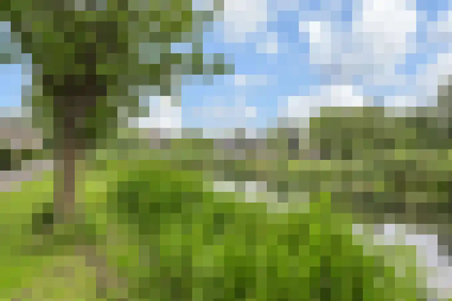 Cronestein 25 Gouda thumbnail 4