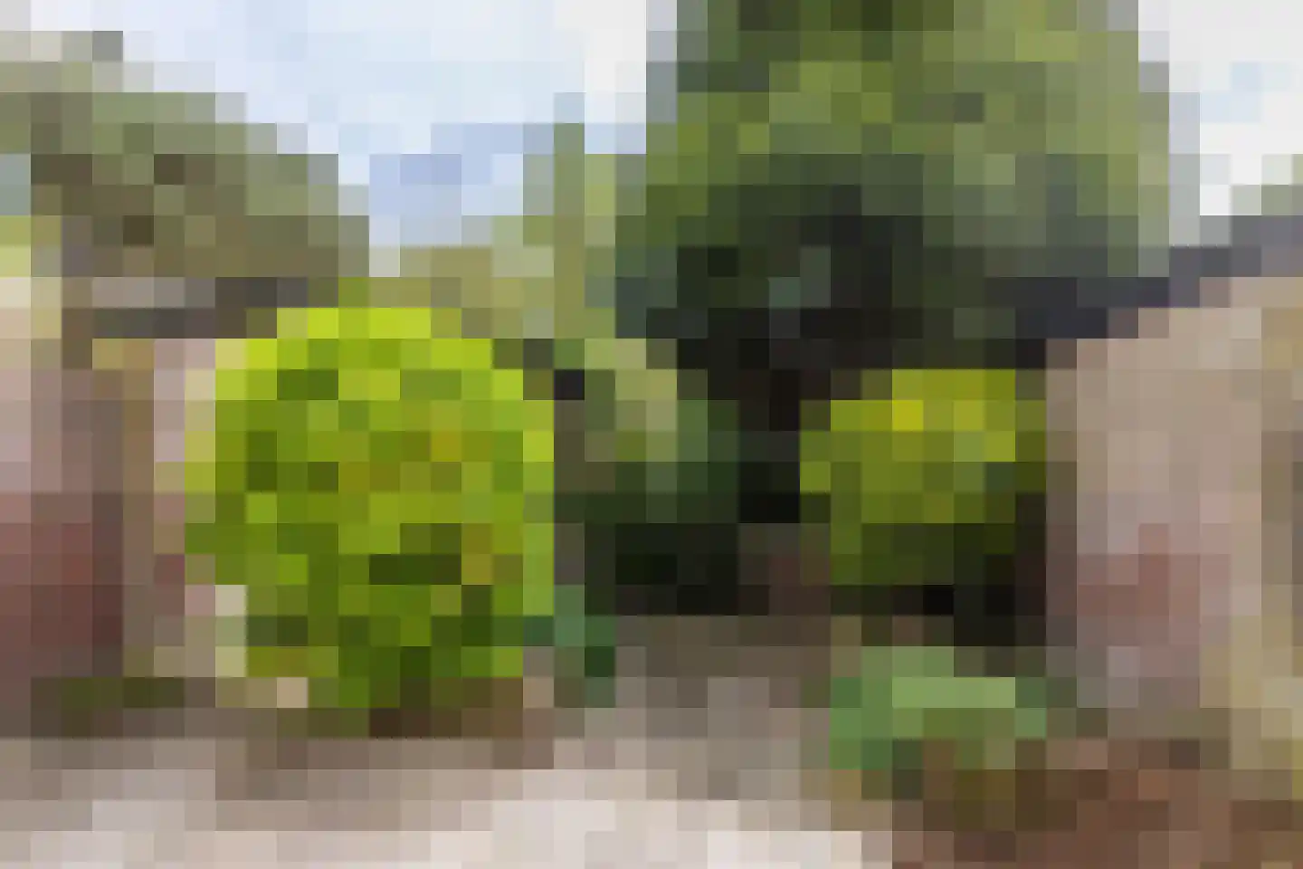 Cronesteinkade 26 Leiden thumbnail 16