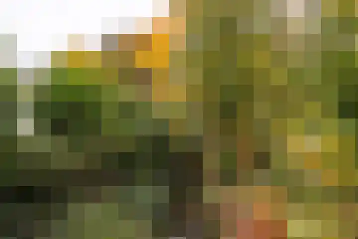 Crosestein 1503 Zeist thumbnail 36