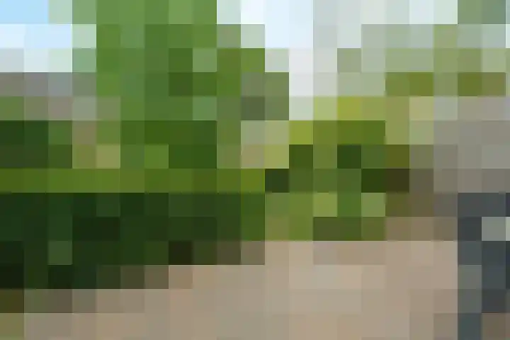 Crosestein 2057 Zeist thumbnail 18