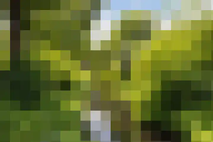 Crosestein 3326 Zeist thumbnail 34