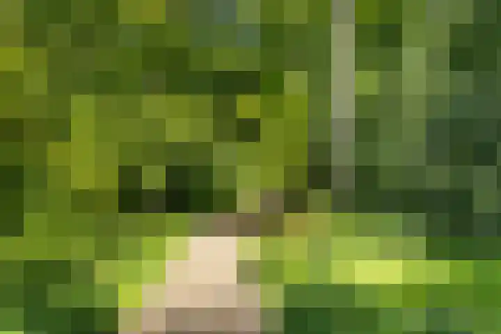 Crosestein 3326 Zeist thumbnail 36