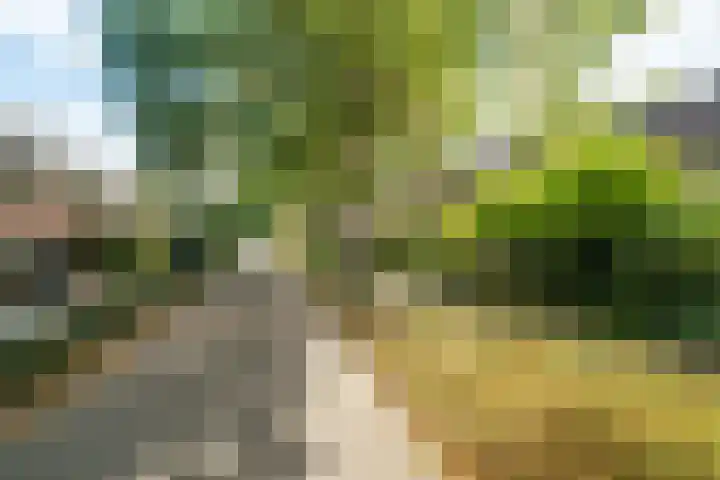 Crosestein 3519 Zeist thumbnail 22