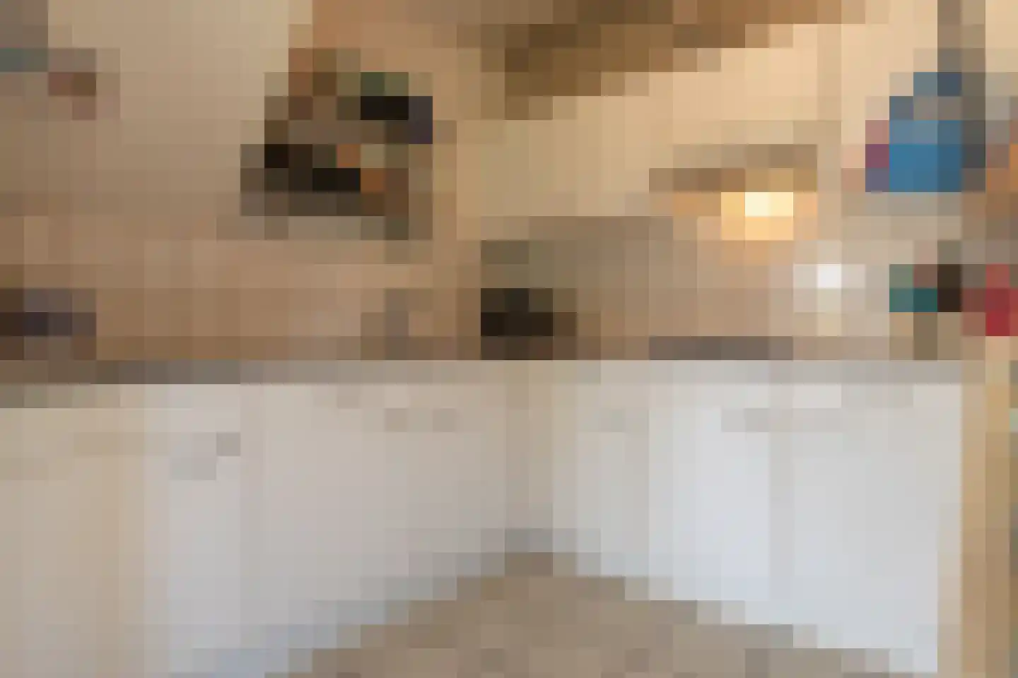 Crox Houcke 71 Nieuwvliet thumbnail 13