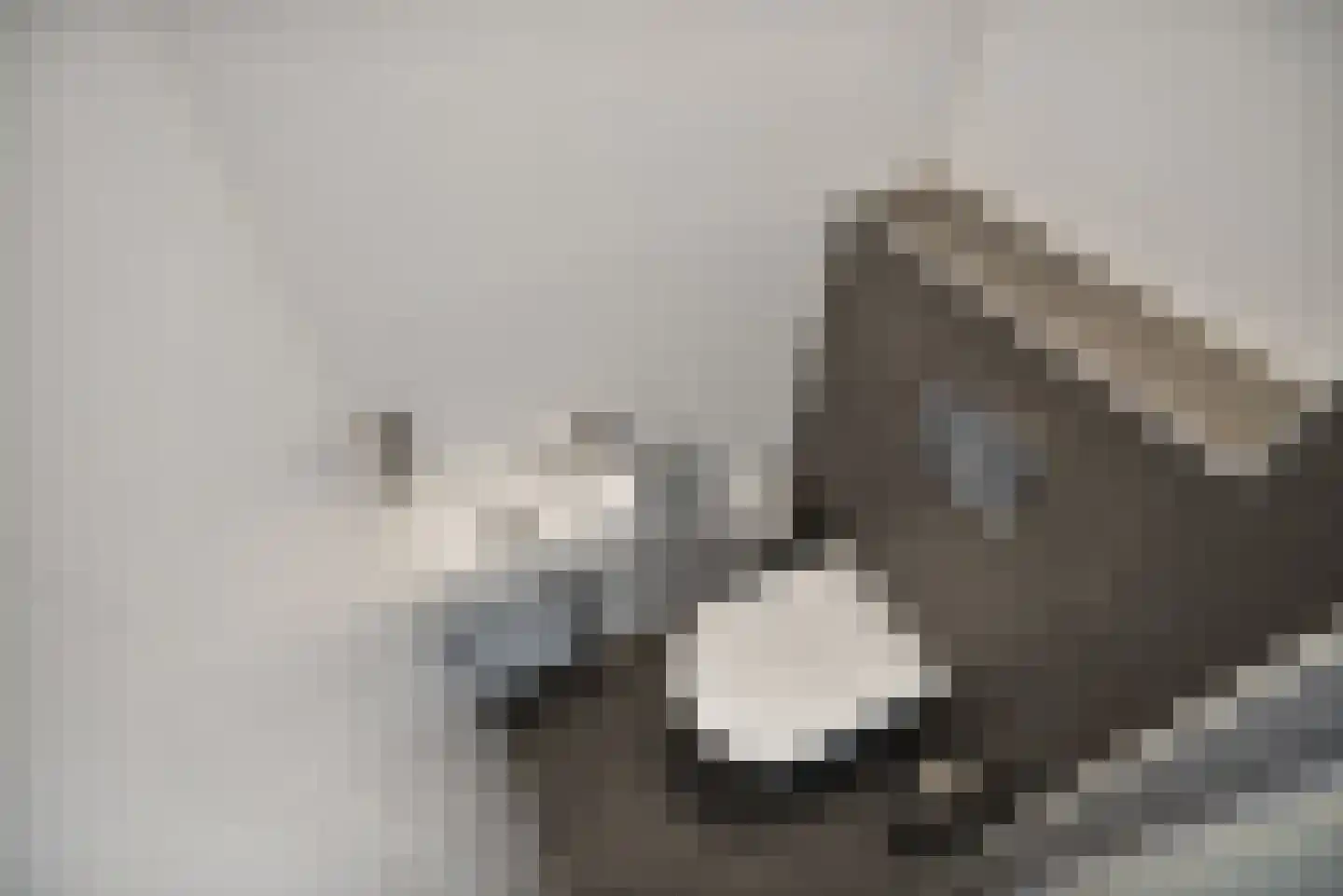 Cruquiuslaan 115 Leiden thumbnail 22