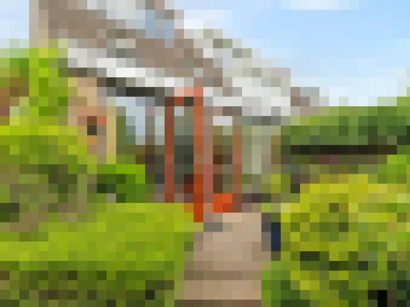Cubalaan 50 Delft thumbnail 14