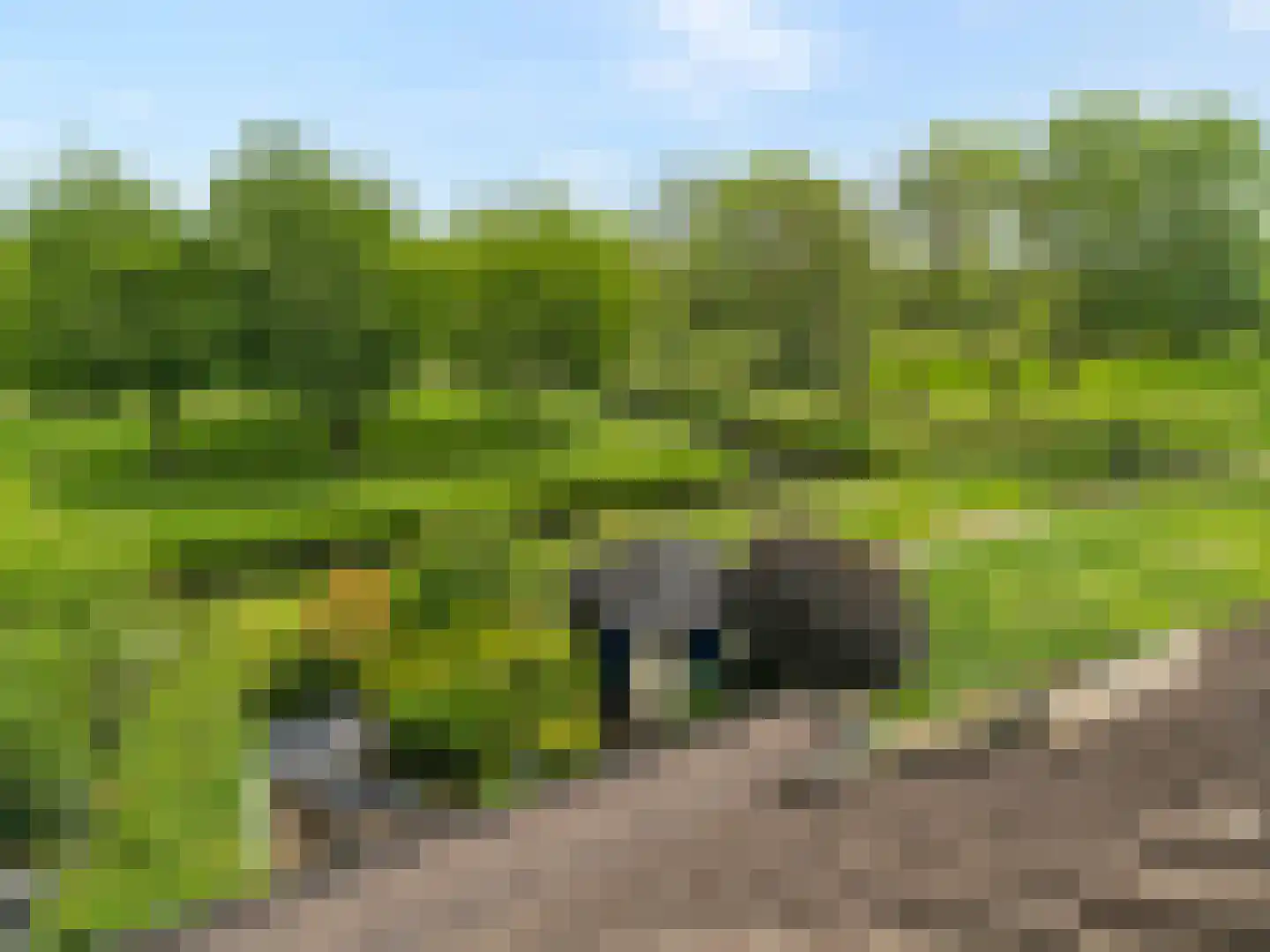 Cubalaan 50 Delft thumbnail 28