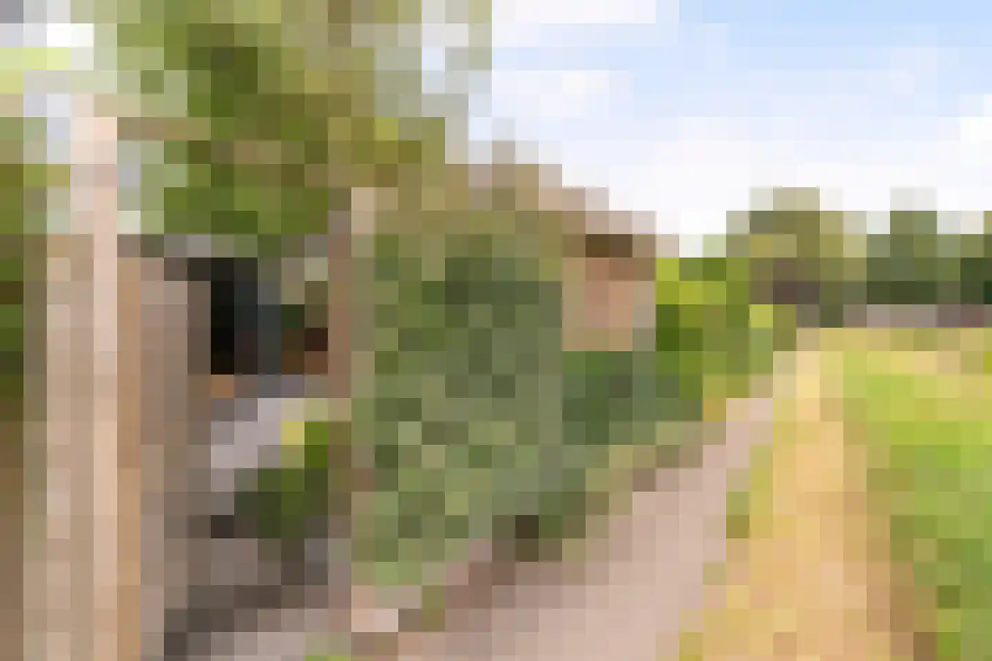 Cubalaan 52 Delft thumbnail 44